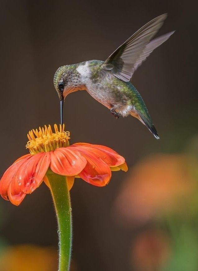 colibri